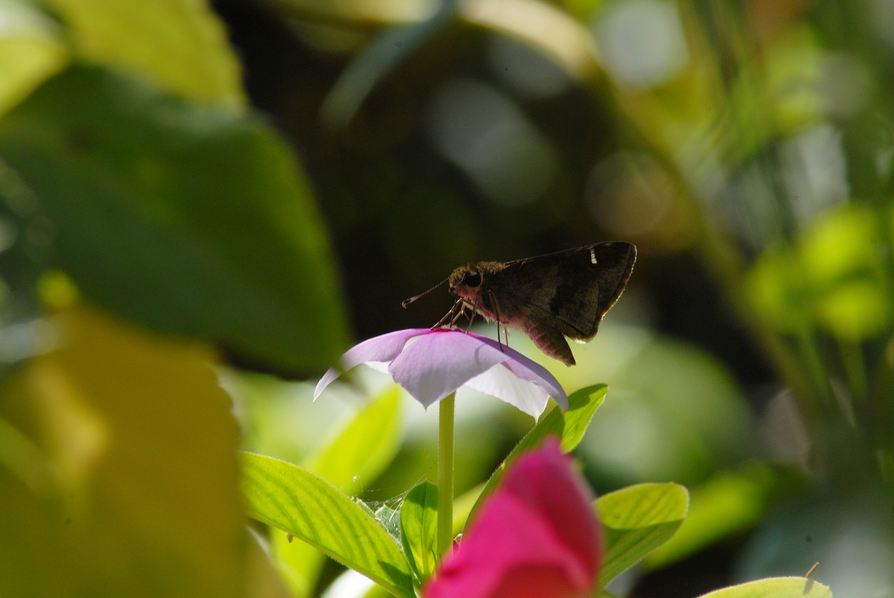 butterfly regional flower flying insect free photo