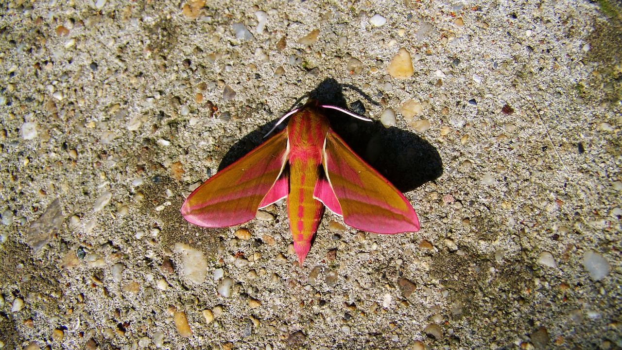 butterfly slumber insect animal free photo