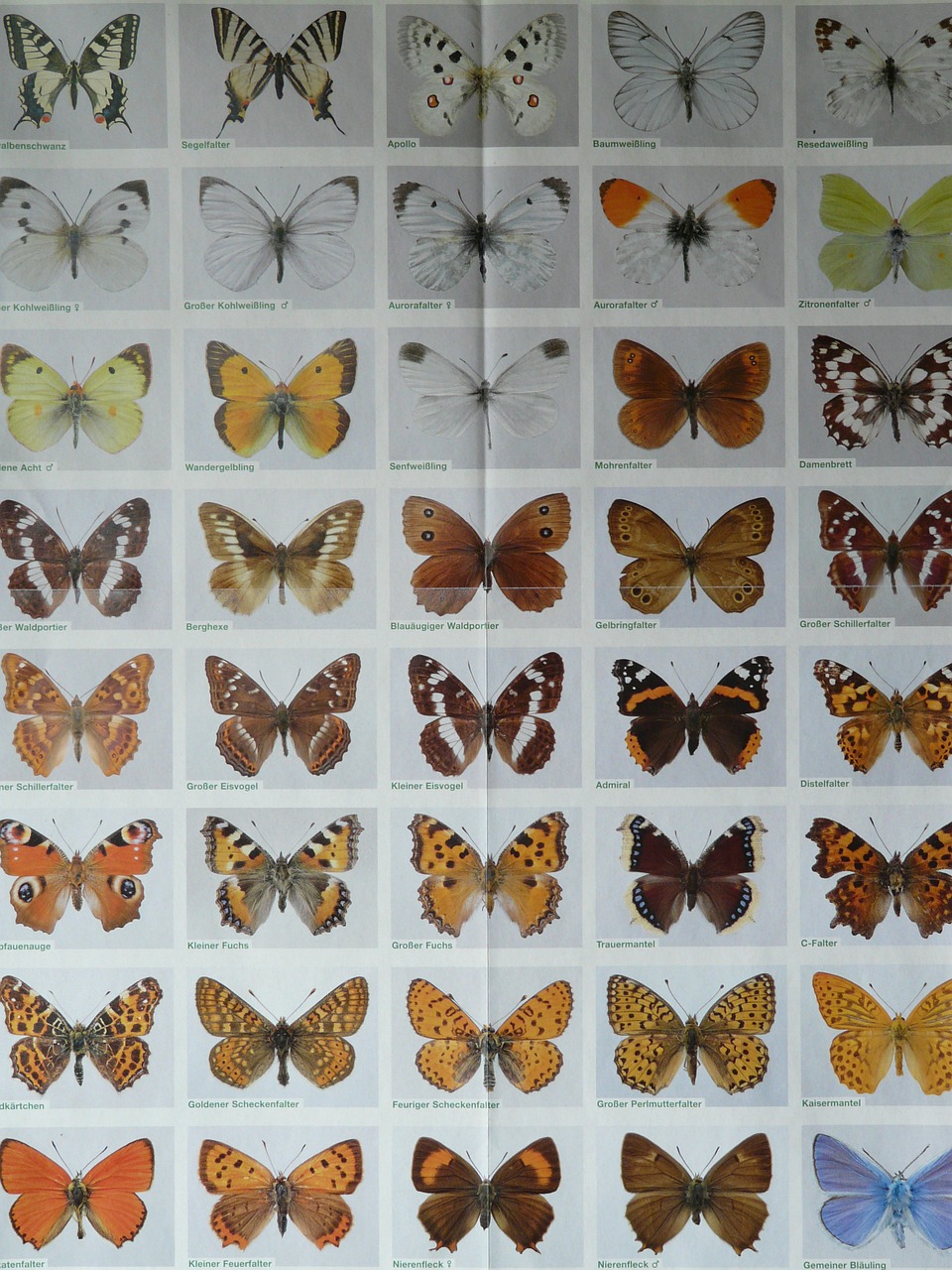 butterfly species butterflies poster free photo