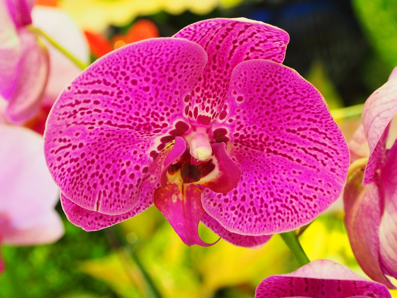 butterfly the falkland islands orchid purple free photo