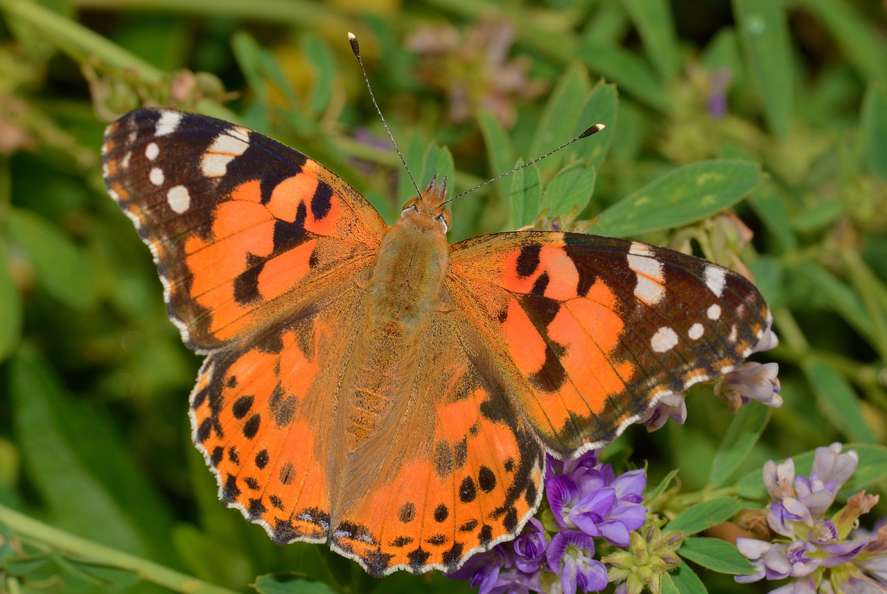 butterfly turtle butterflies cardui free photo