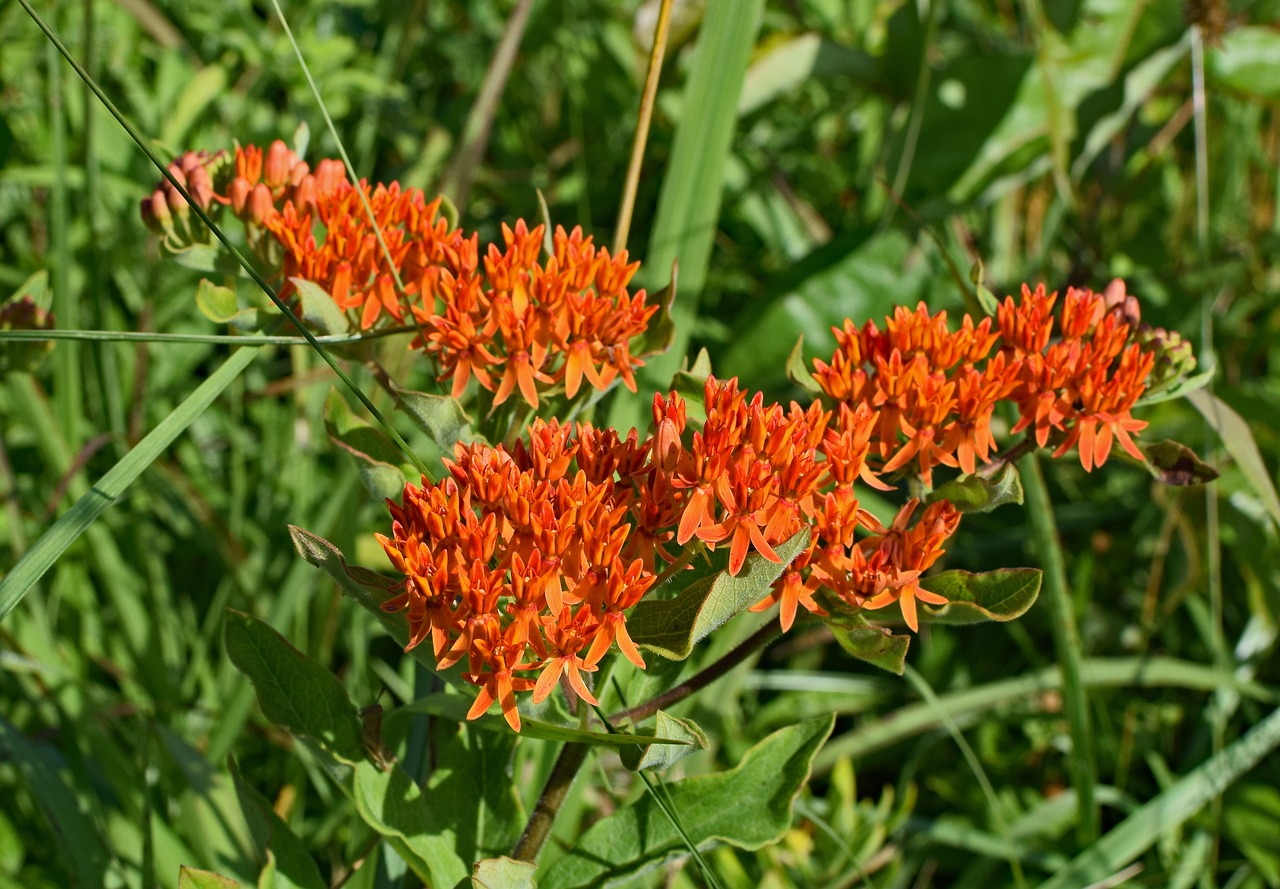 butterfly weed wildflower flower free photo