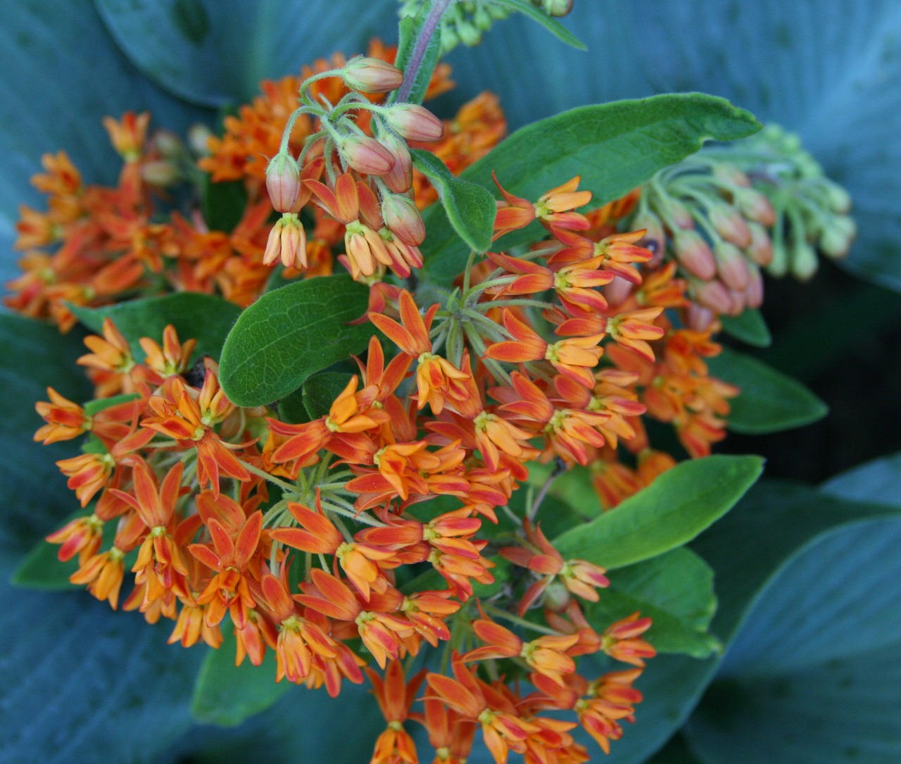 butterfly weed floral plant free photo