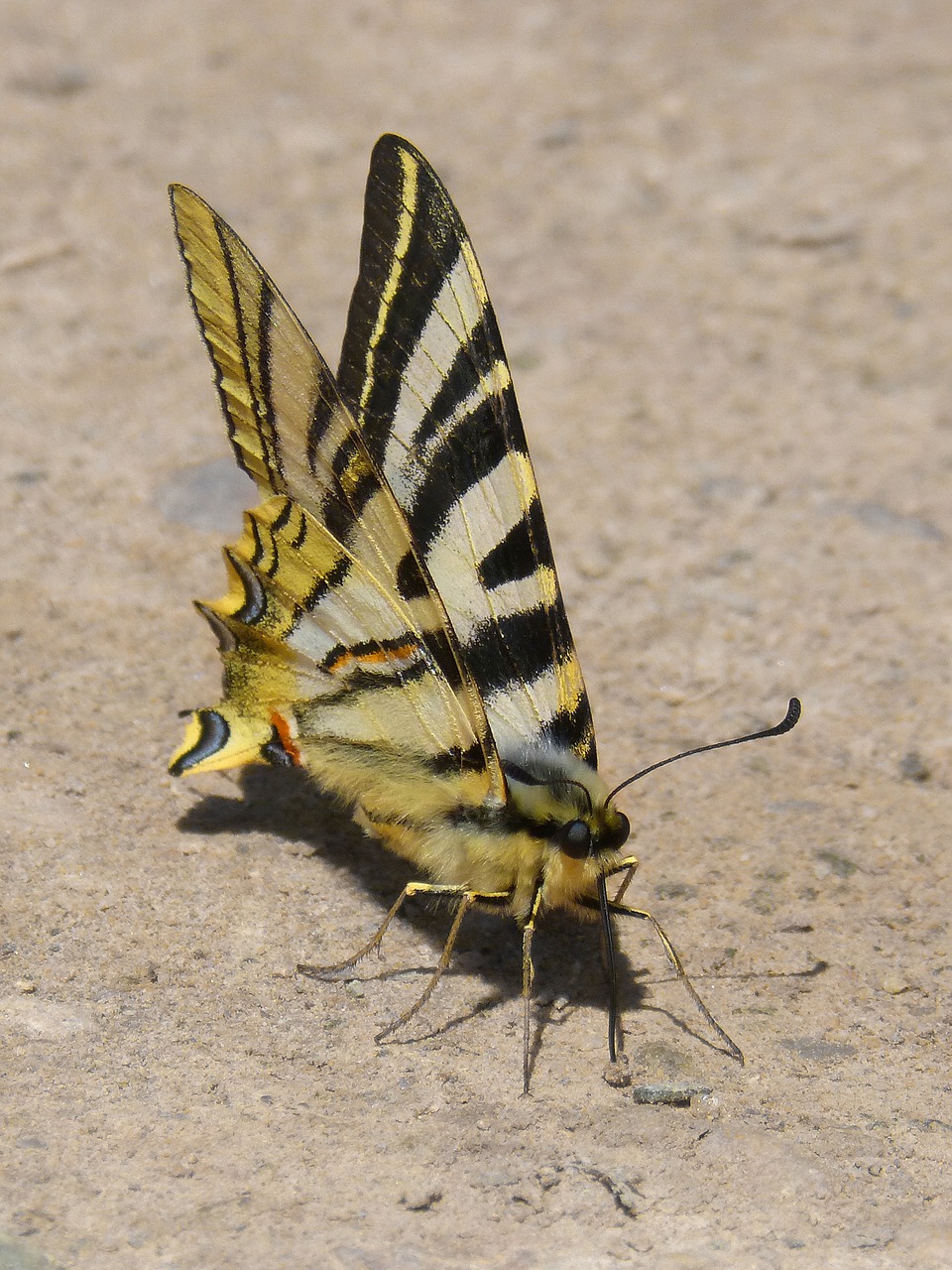 butterfly zebra polidario scarce swallowtail free photo