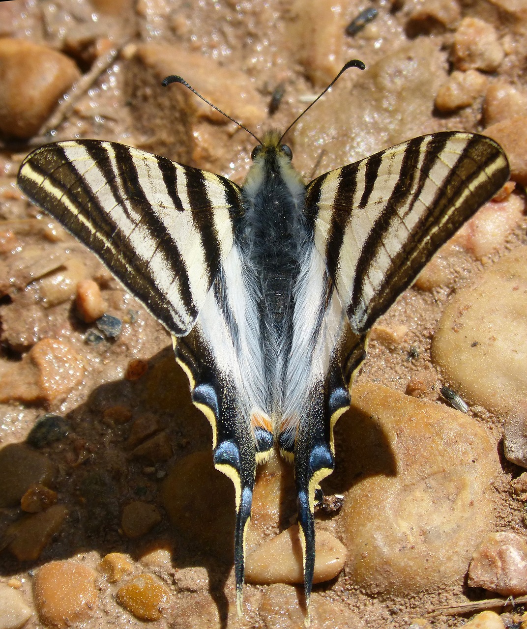 butterfly zebra butterfly cebrada scarce swallowtail free photo