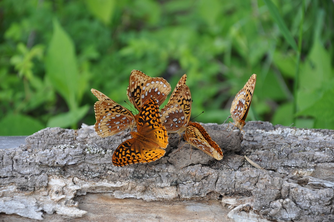 butterflys log grass free photo