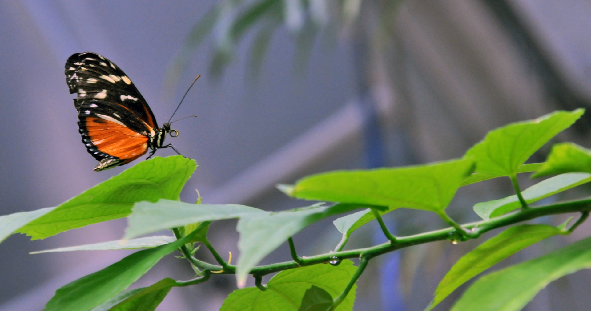 butterfly butterflies insect free photo