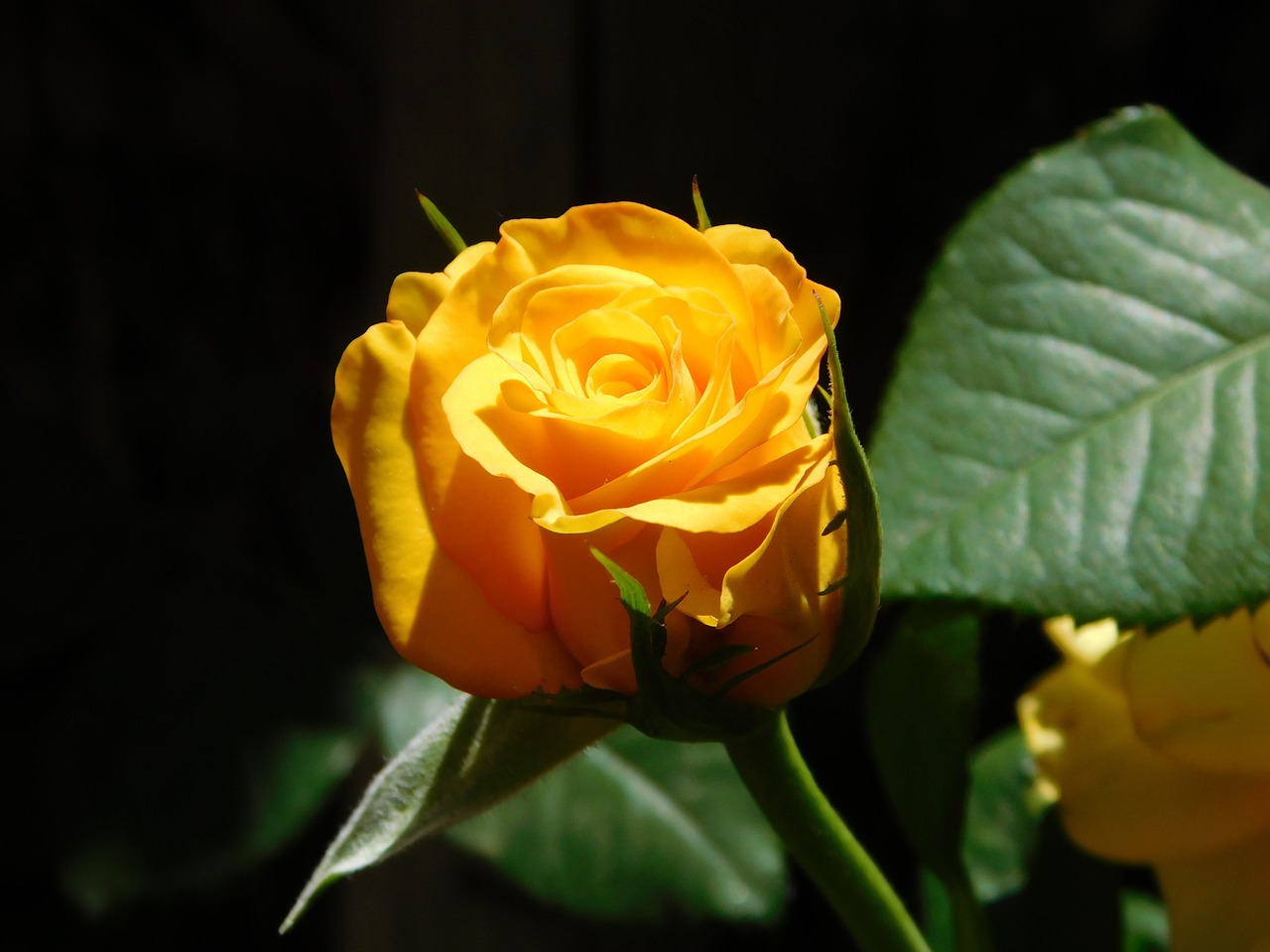 button yellow rosa free photo