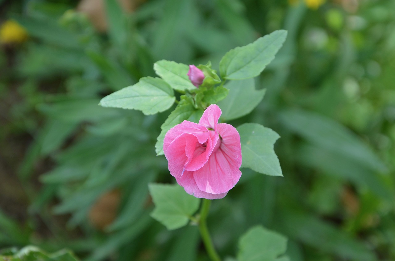 button flower bud pink free photo