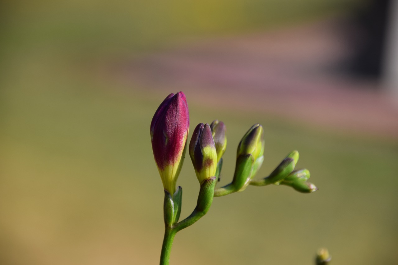 button flower garden free photo