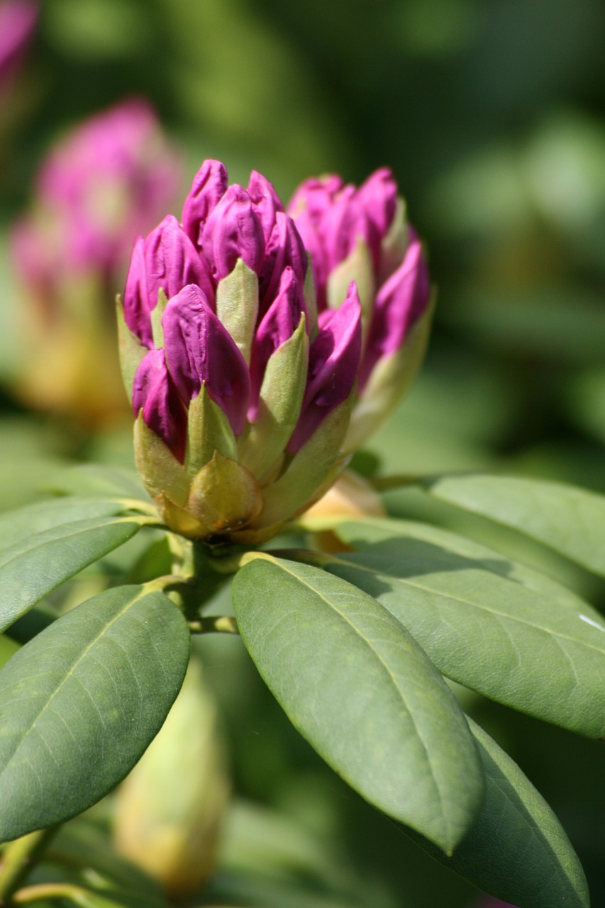 button rhododendron purple free photo