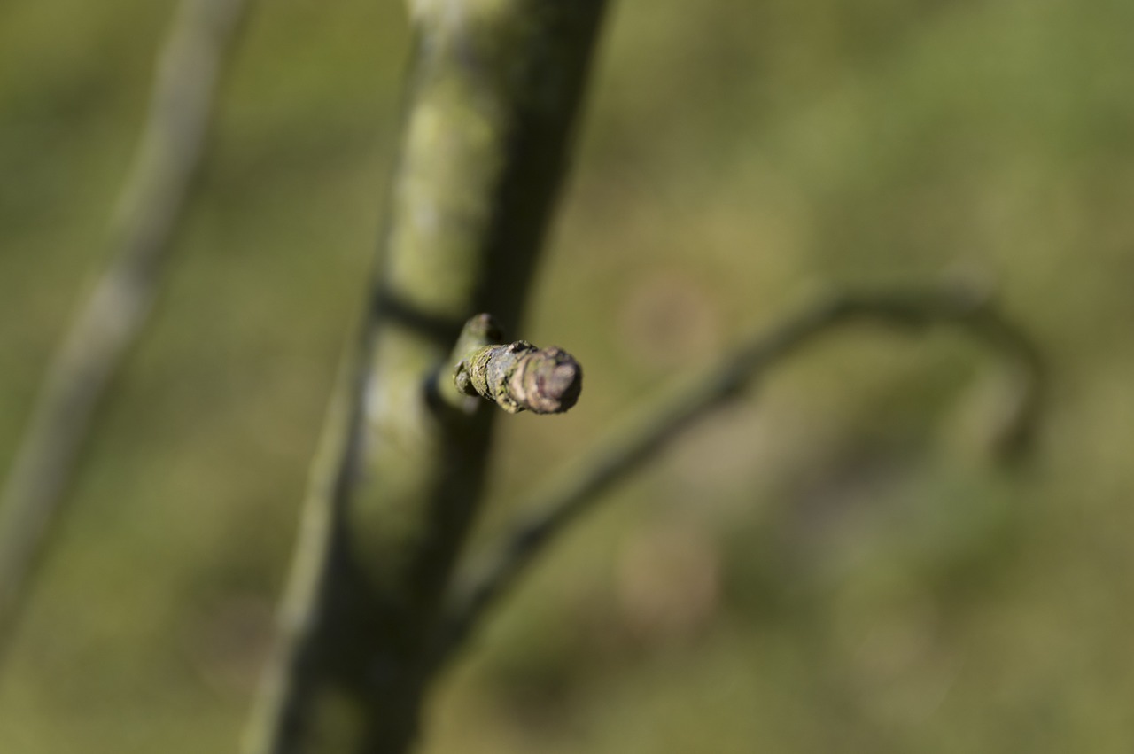 button green spring free photo