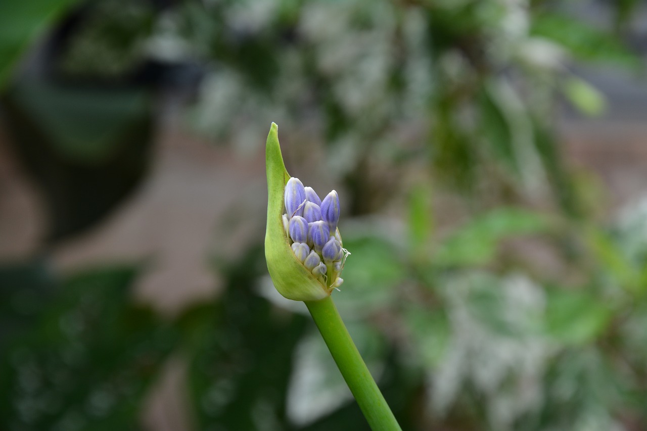 button flowers plant free photo