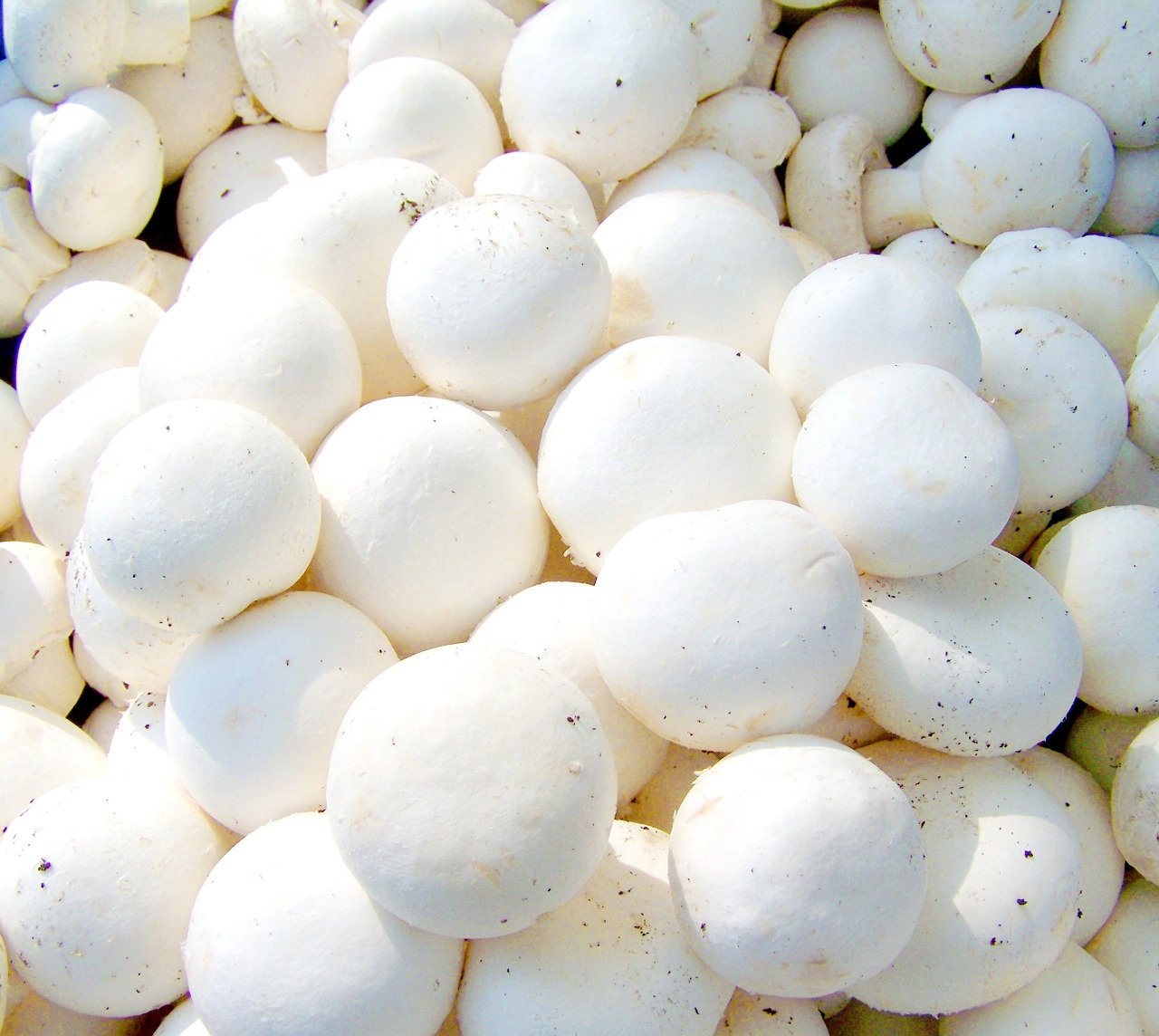 button mushroom white vegetable food free photo