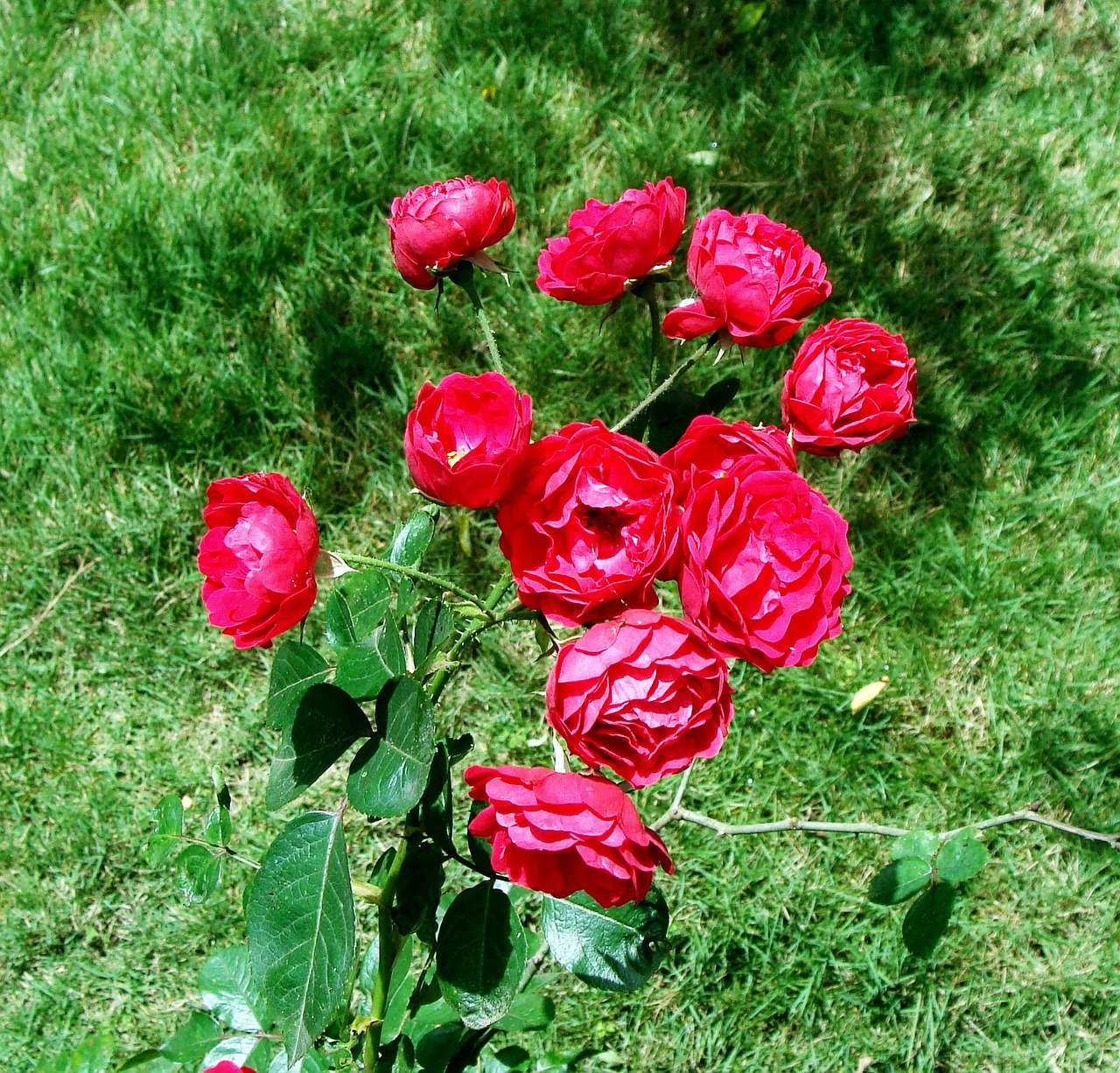 button rose bunch flower free photo