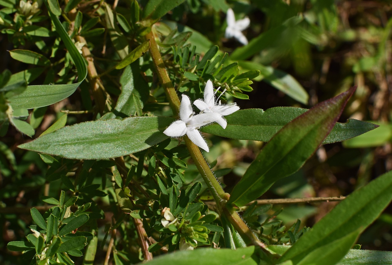 buttonweed flower blossom free photo