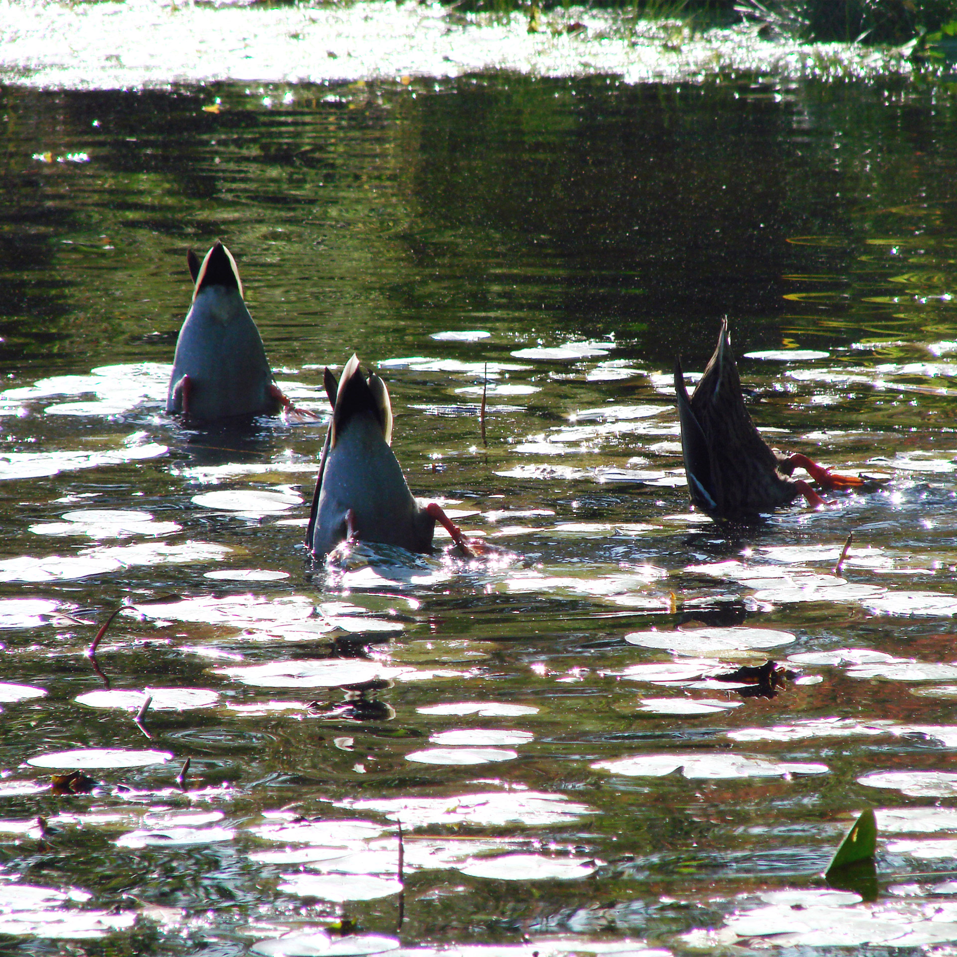 duck bottoms up nature free photo