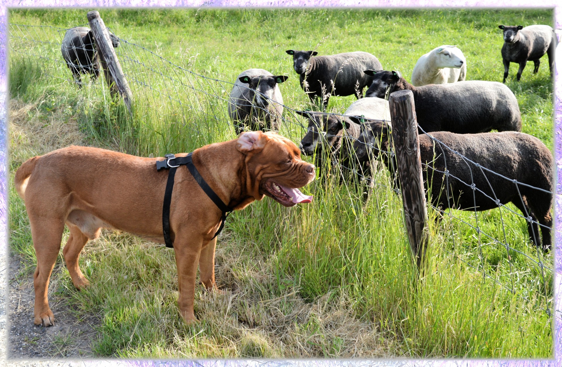 sheep dog bordeaux free photo