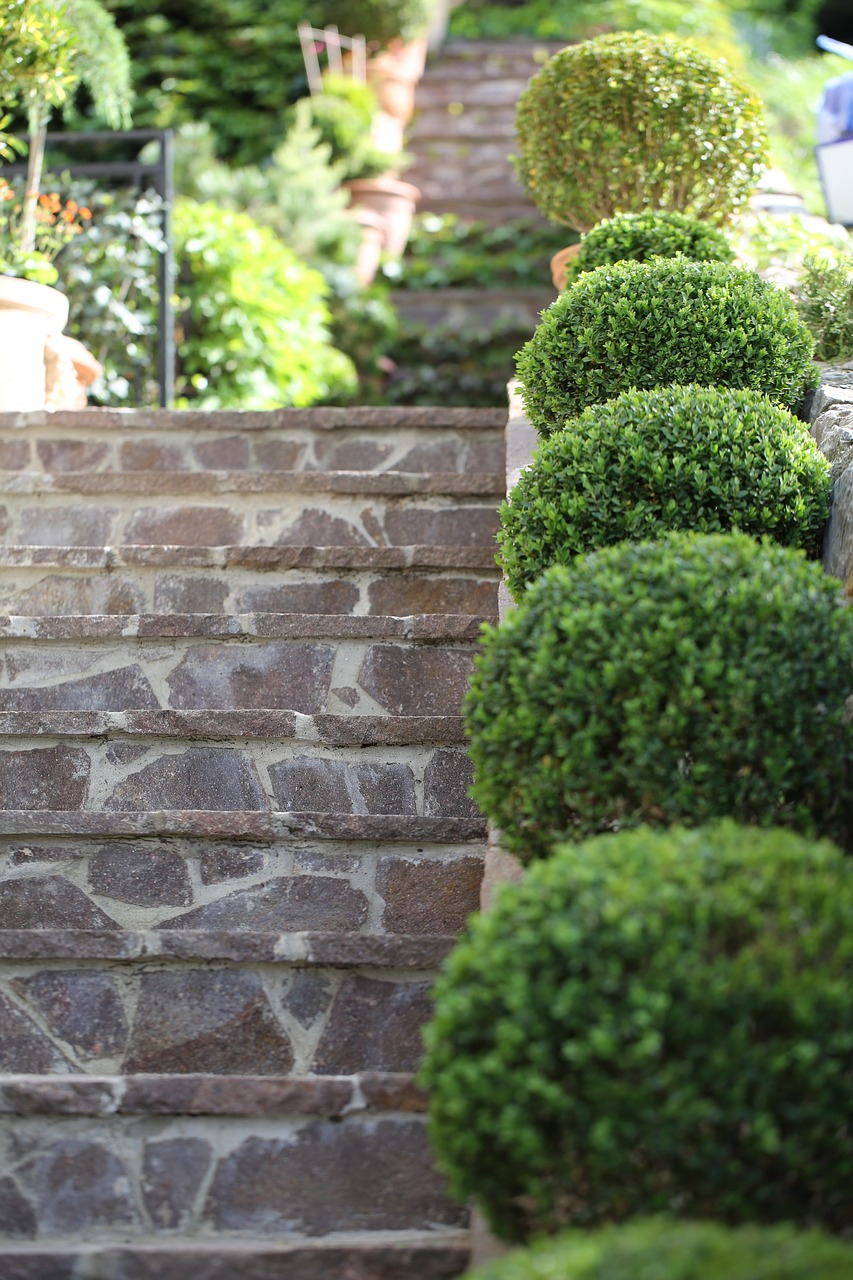 buxus  stairs  plant free photo