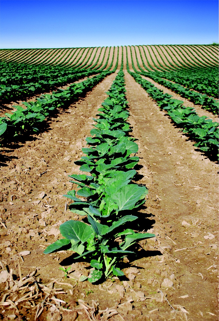 buy me a coffee corn crop free photo