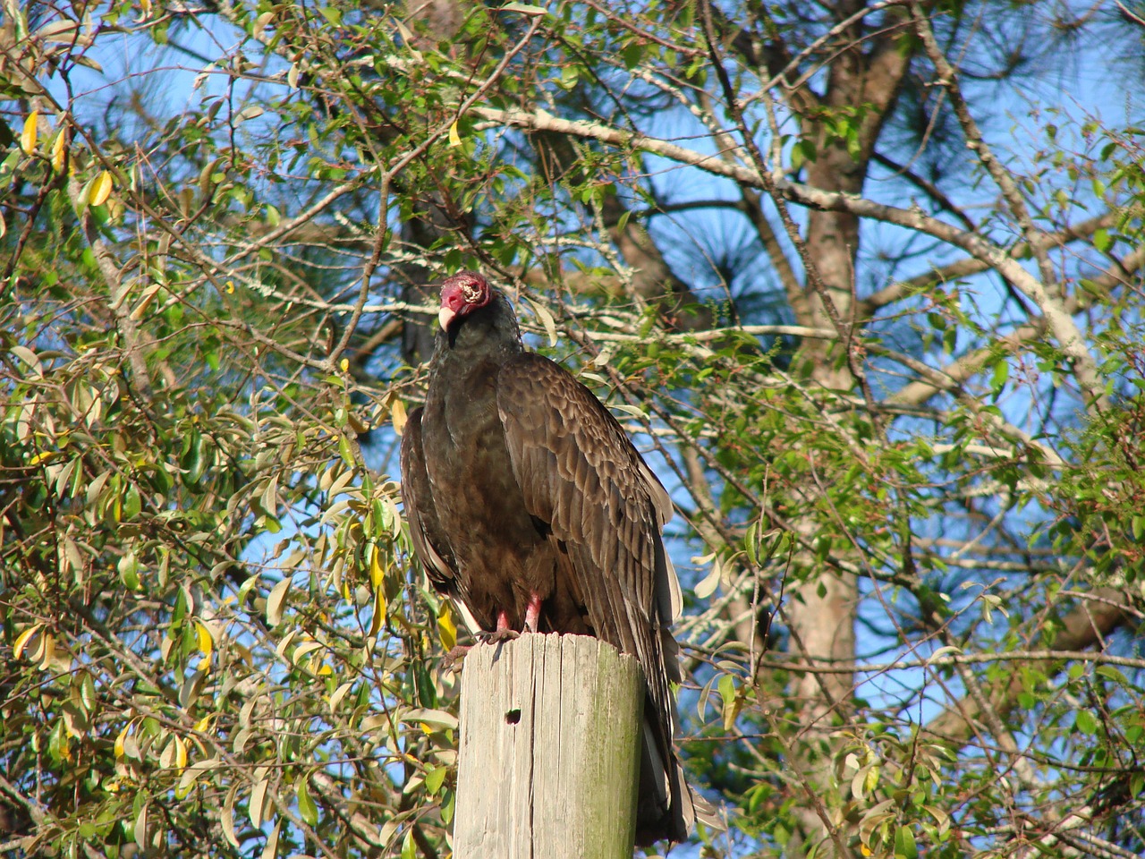 buzzard perched stump free photo