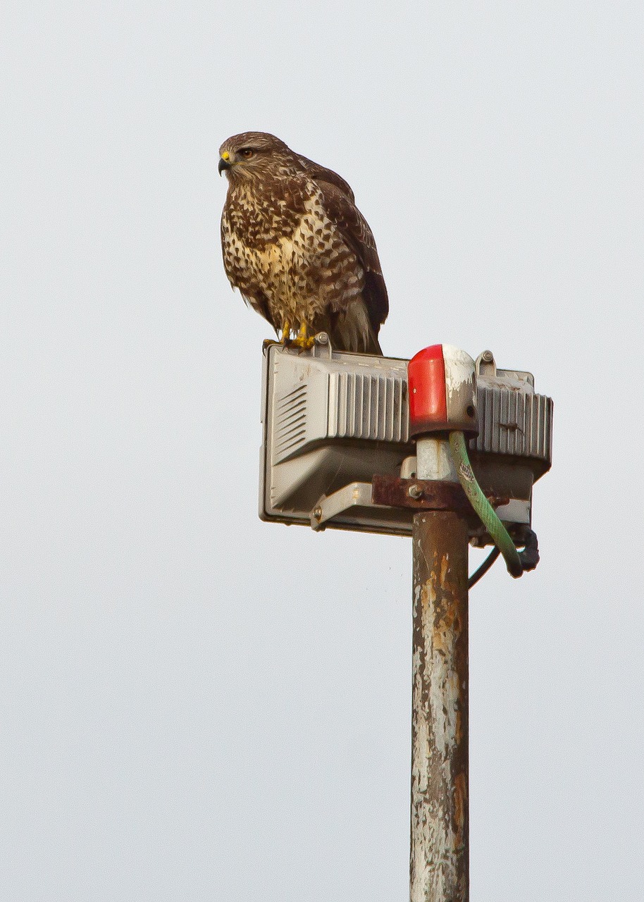 buzzard raptor nature and technology free photo
