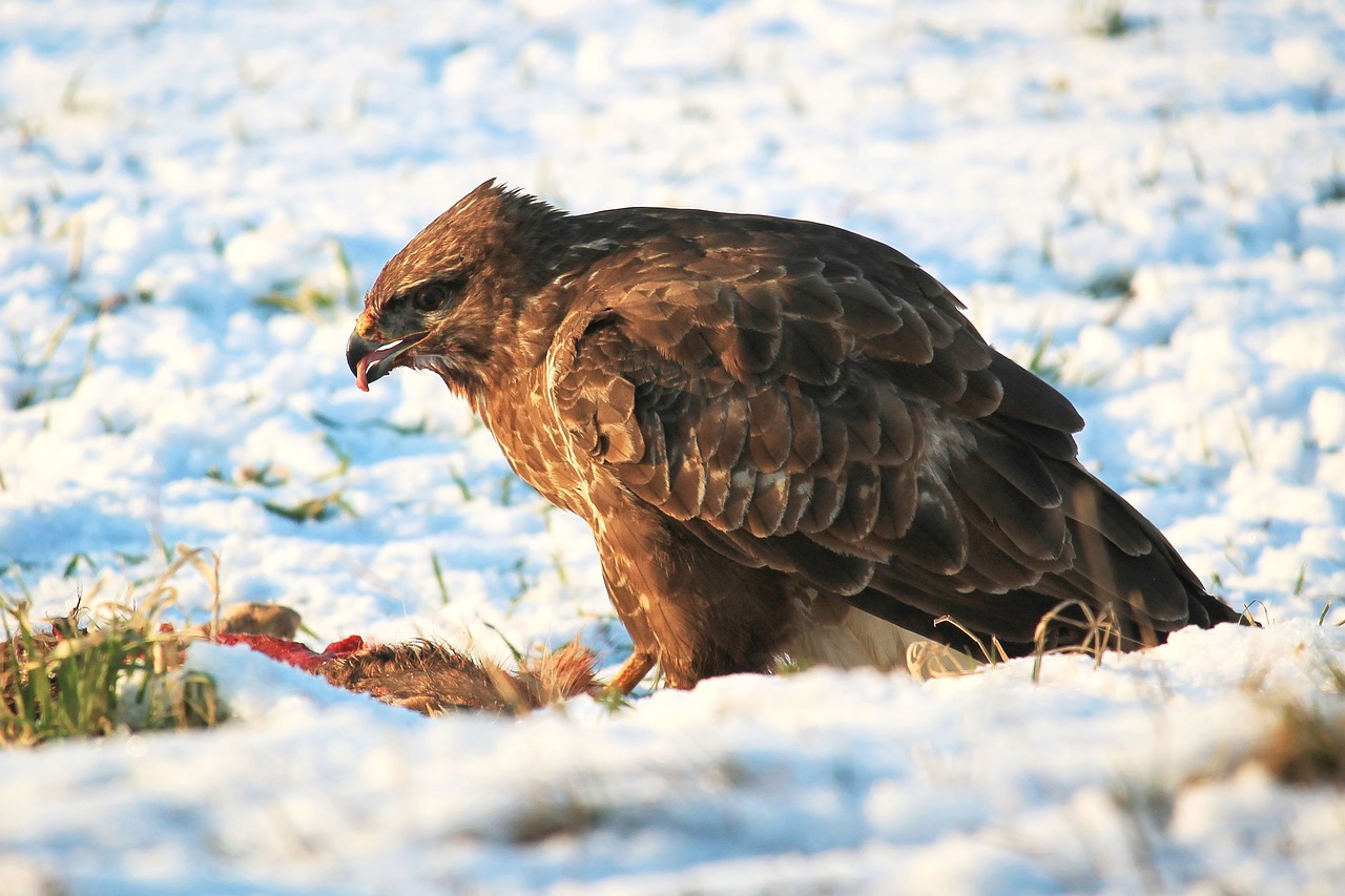 buzzard bird of prey raptor free photo