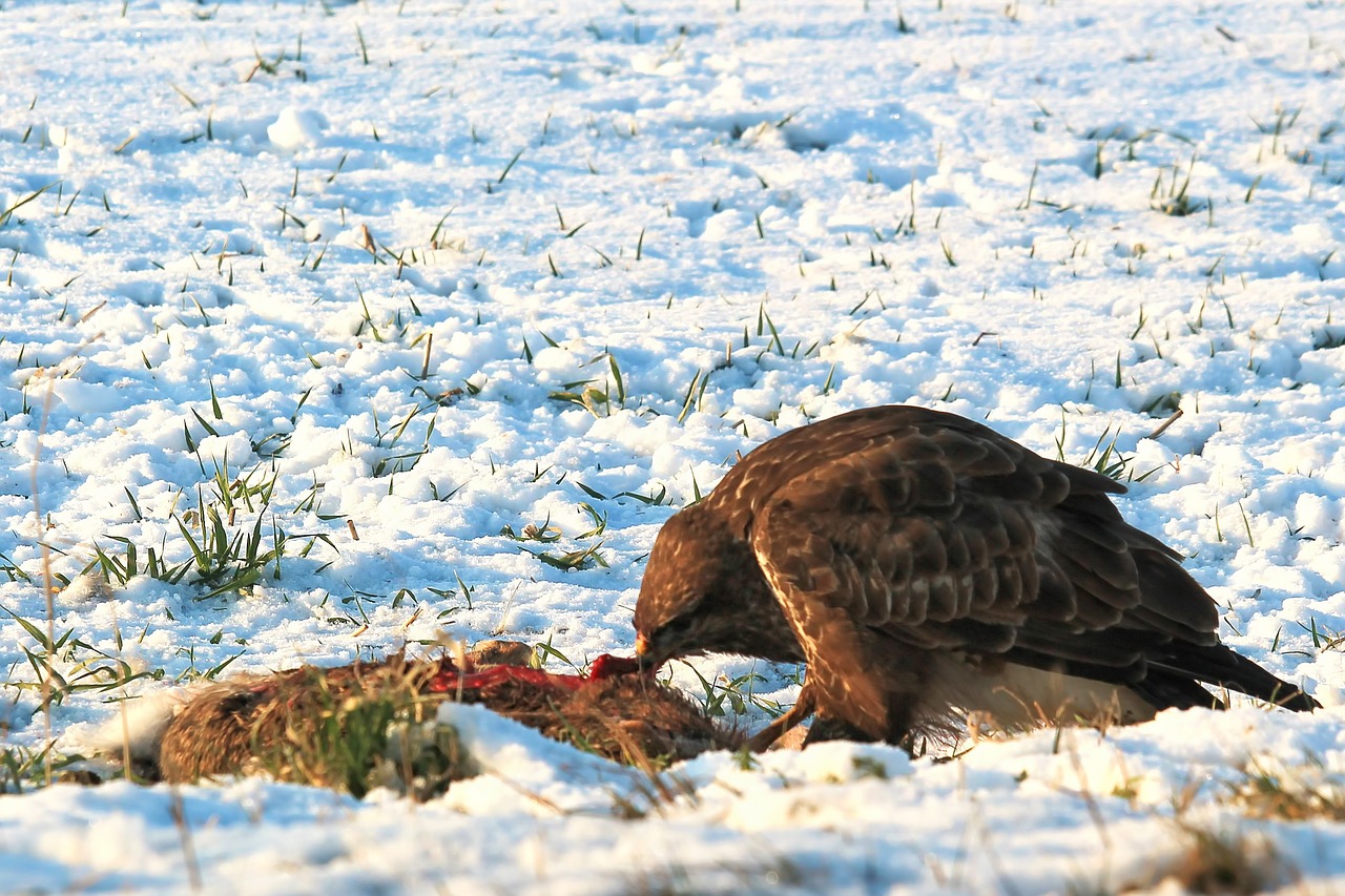 buzzard bird eat free photo