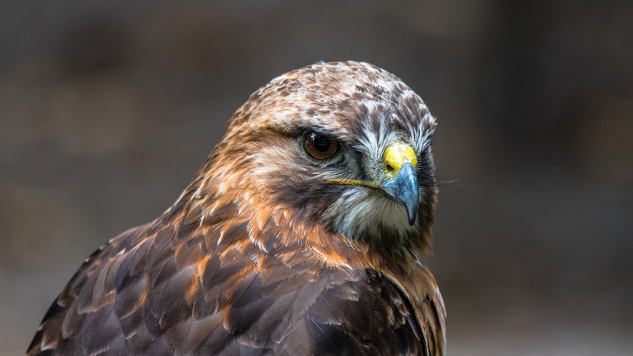 buzzard predator bird free photo