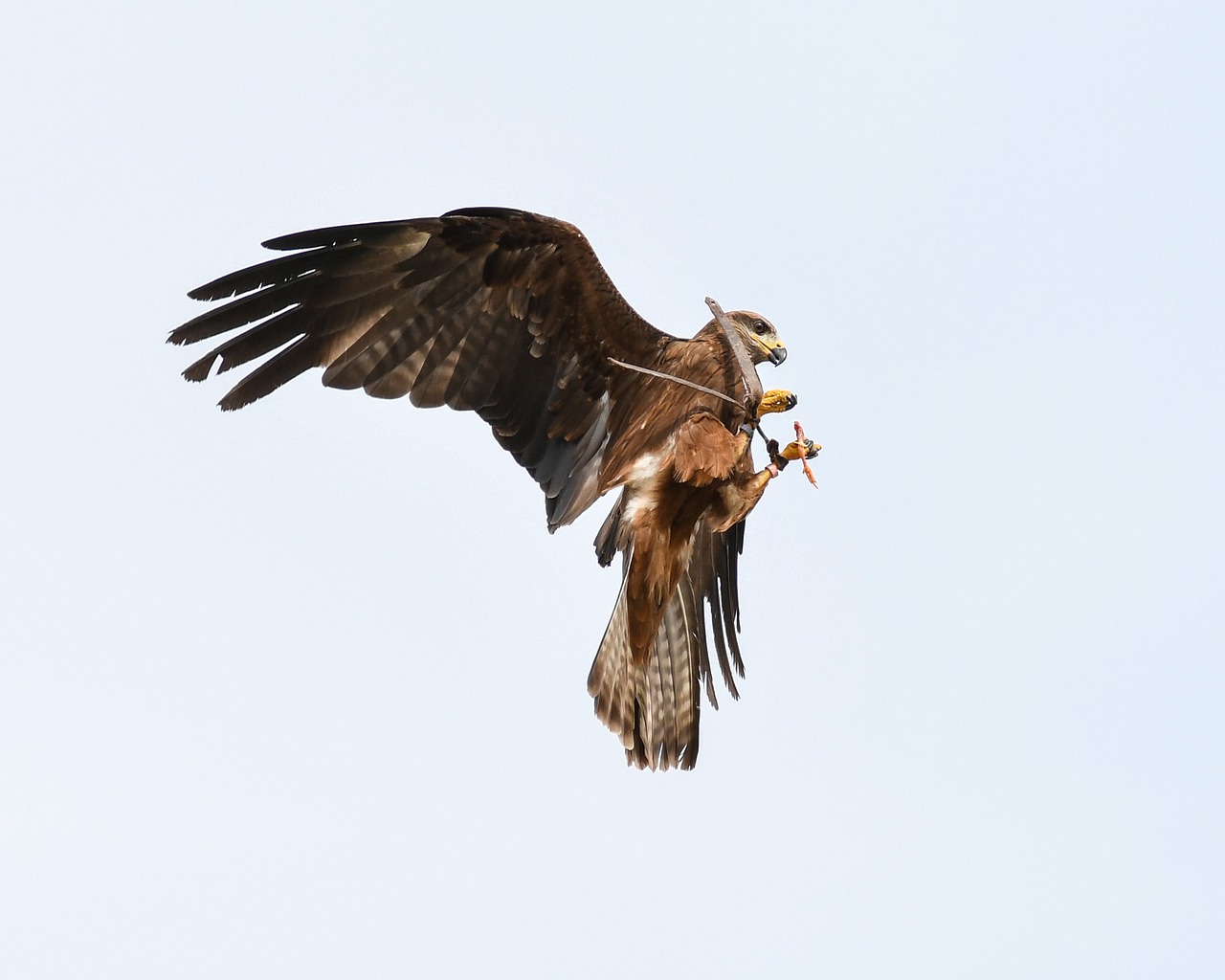 buzzard raptor flight free photo