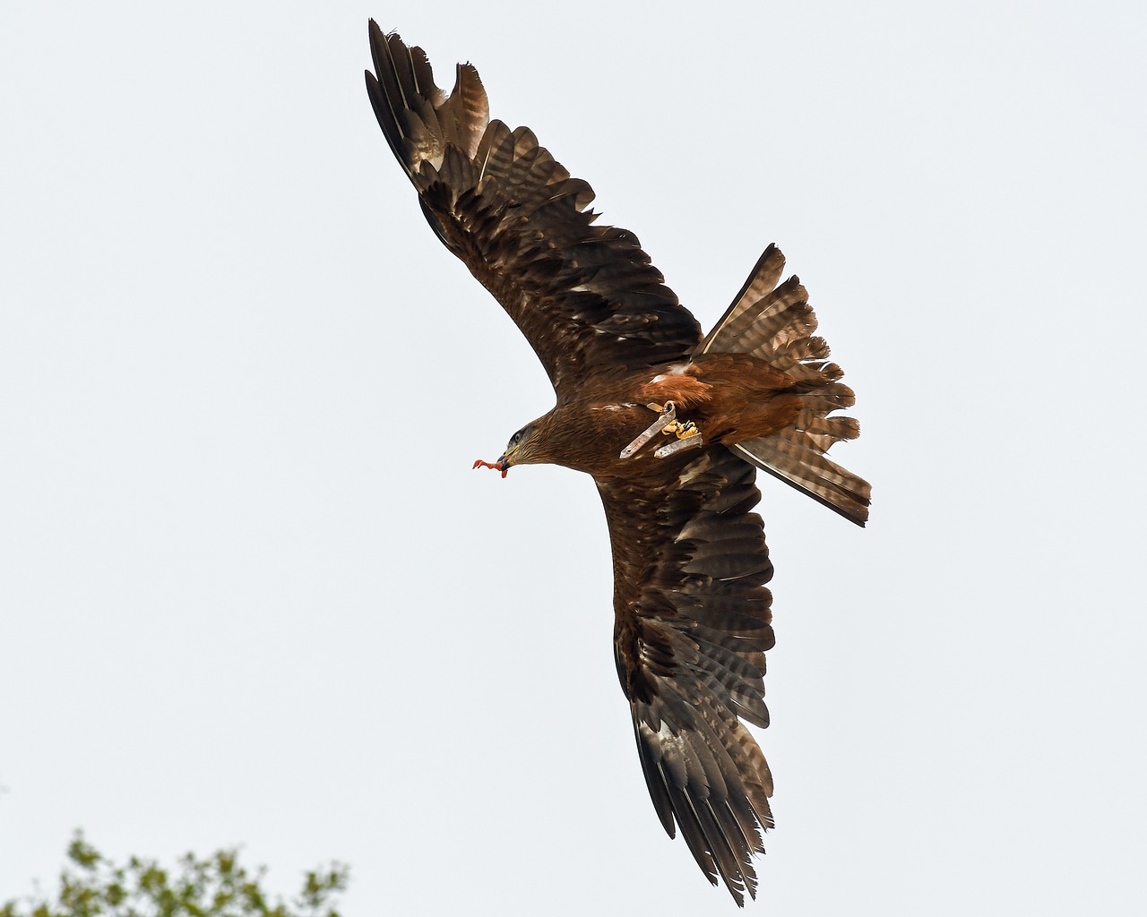 buzzard raptor flight free photo