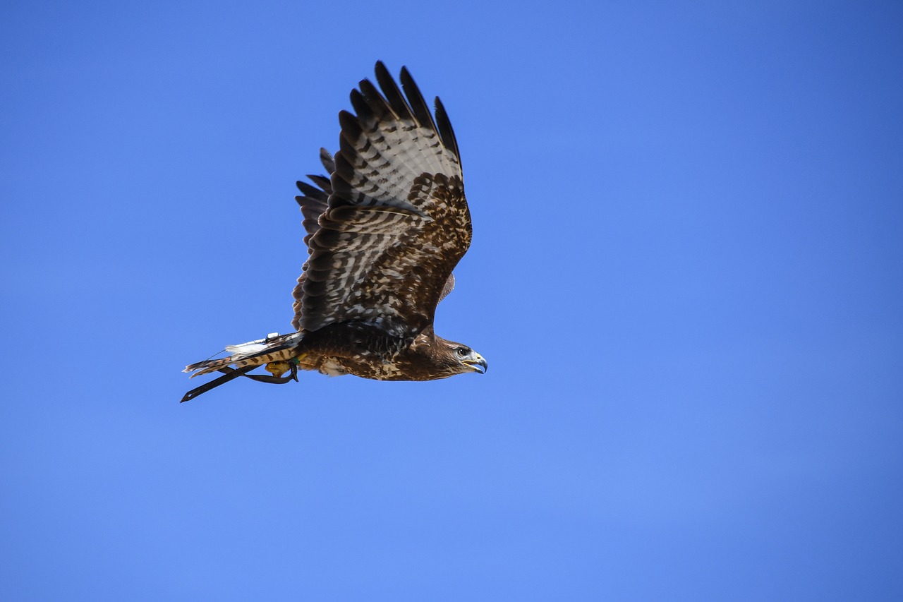 buzzard raptor flight free photo
