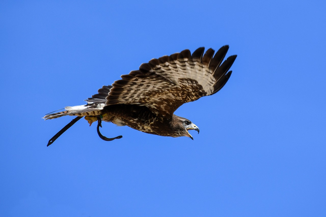 buzzard raptor flight free photo