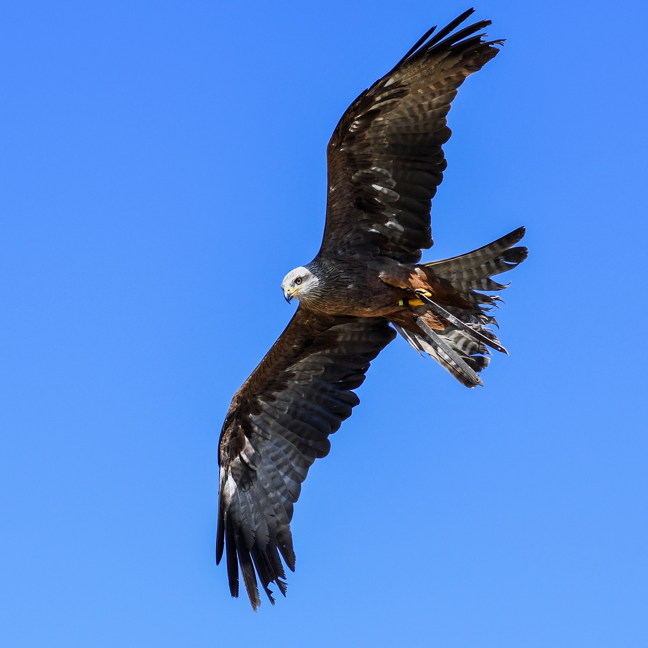 buzzard raptor flight free photo