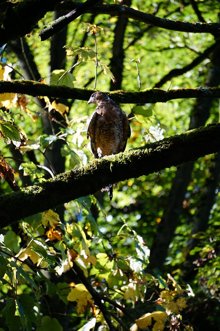 buzzard redhead buzzards south america free photo