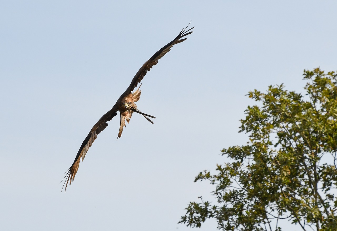 buzzard raptor flight free photo