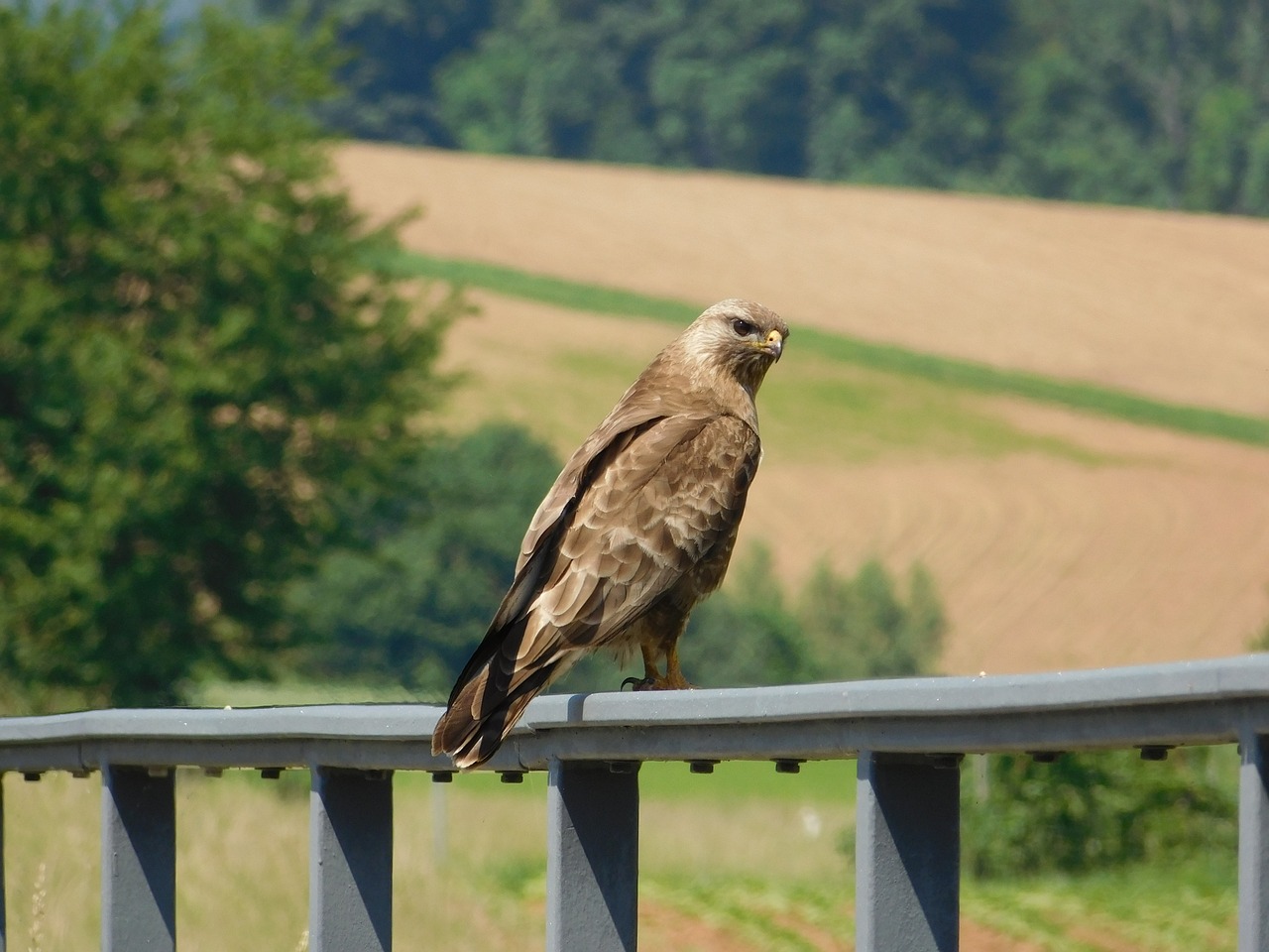 buzzard bird nature free photo