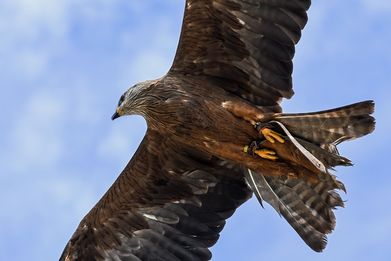 buzzard fly raptor free photo