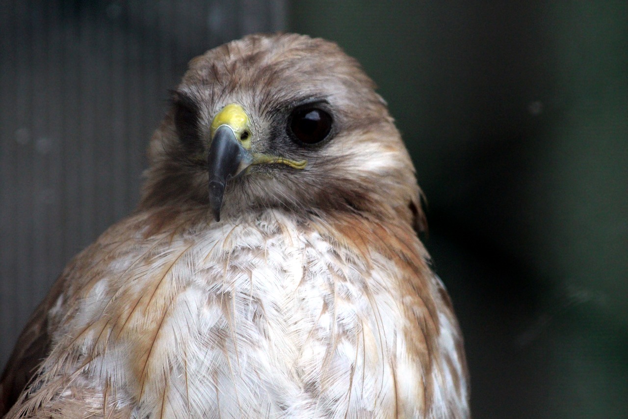 buzzard  sarich  buteo buteo free photo