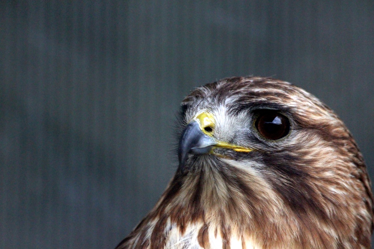 buzzard  sarich  buteo buteo free photo