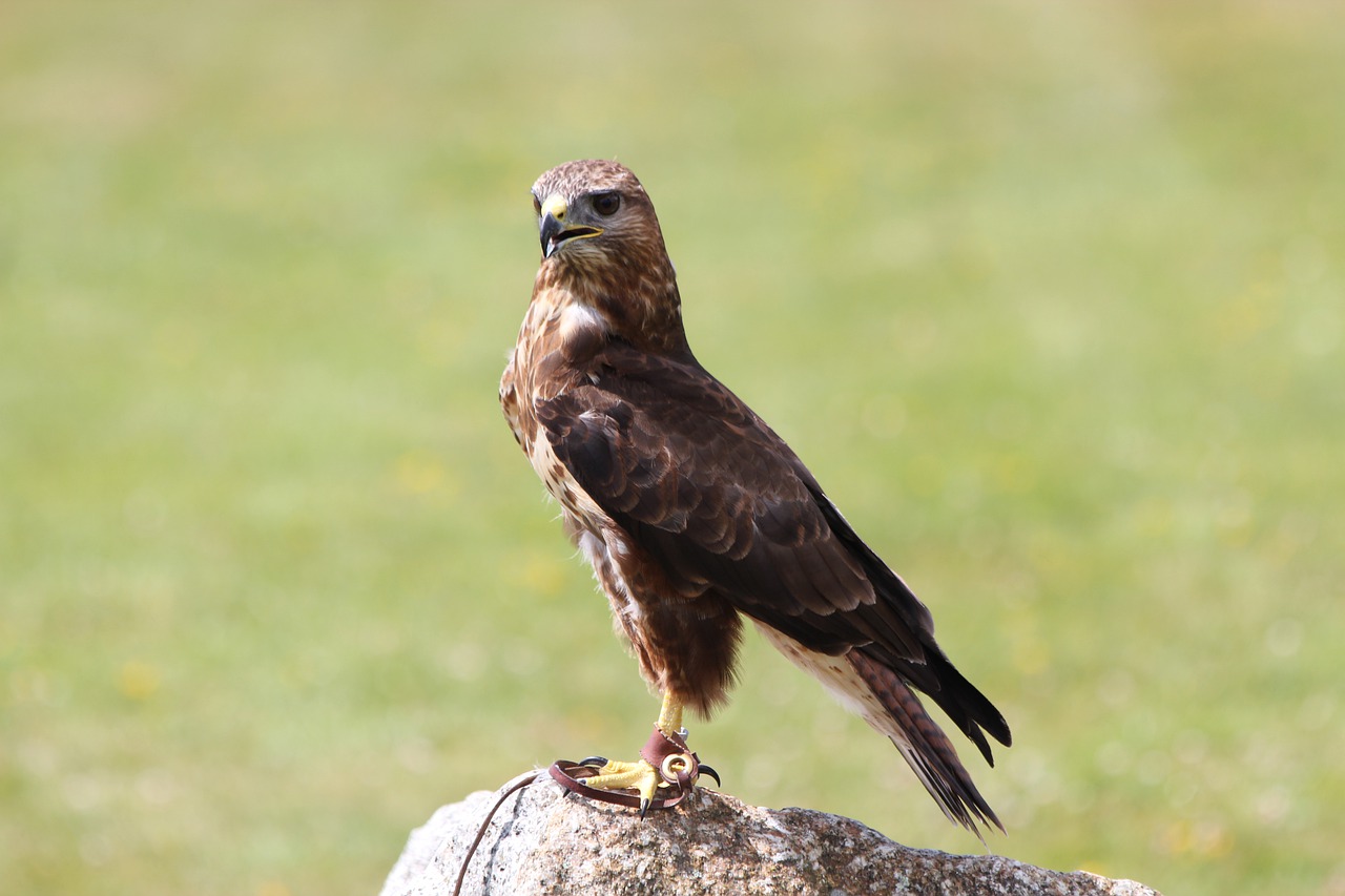 buzzard  bird  raptor free photo