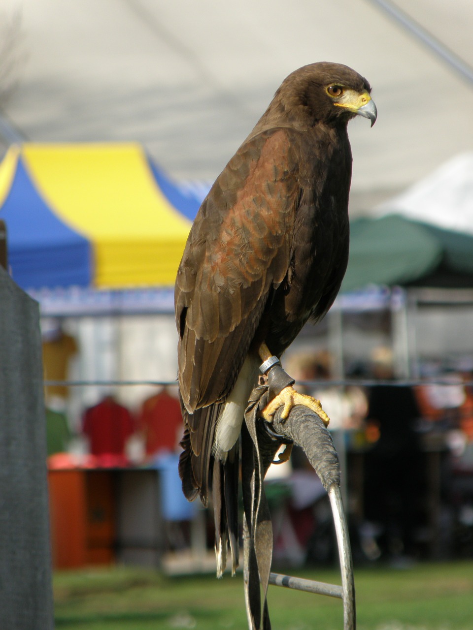 buzzard wild bird free photo