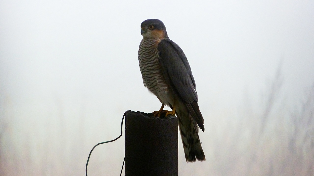 buzzard forest bird free photo