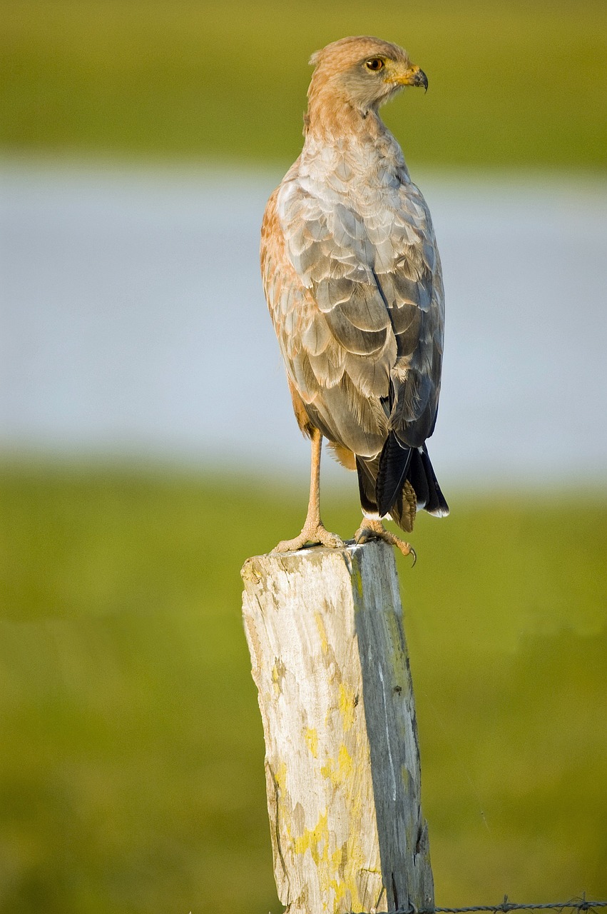 buzzard nature raptor free photo