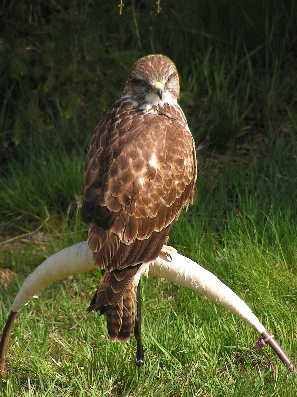 buzzard buteo buteo falconry free photo