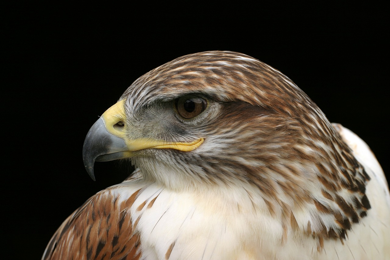 buzzard king buzzard raptor free photo