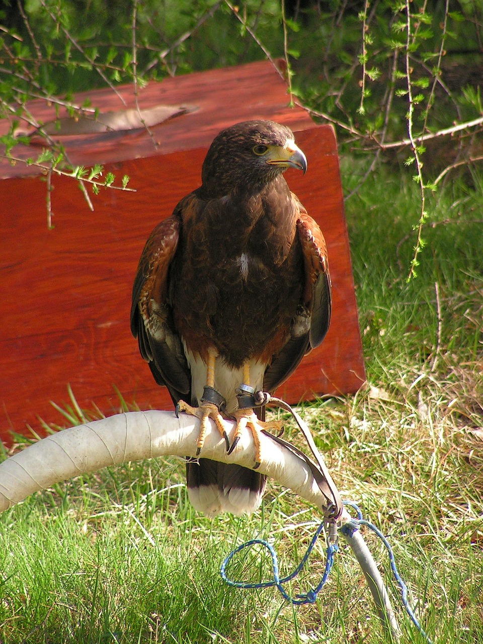 buzzard harris parabuteo unicinctus predator free photo