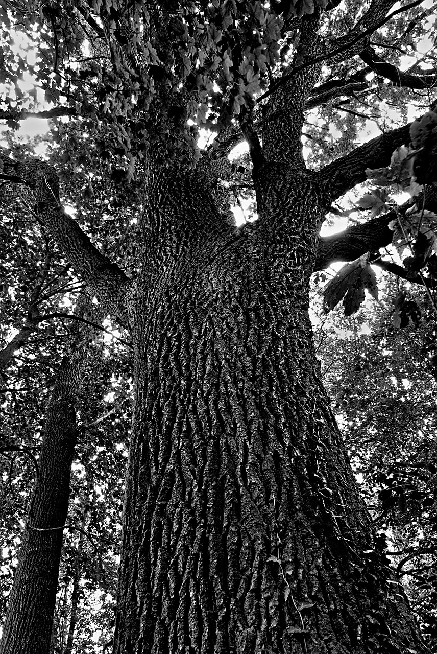 bw nature trees free photo
