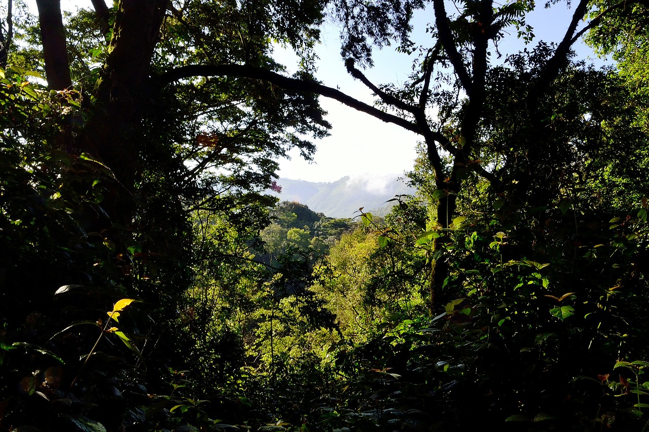 bwindi impenetrable forest uganda africa free photo