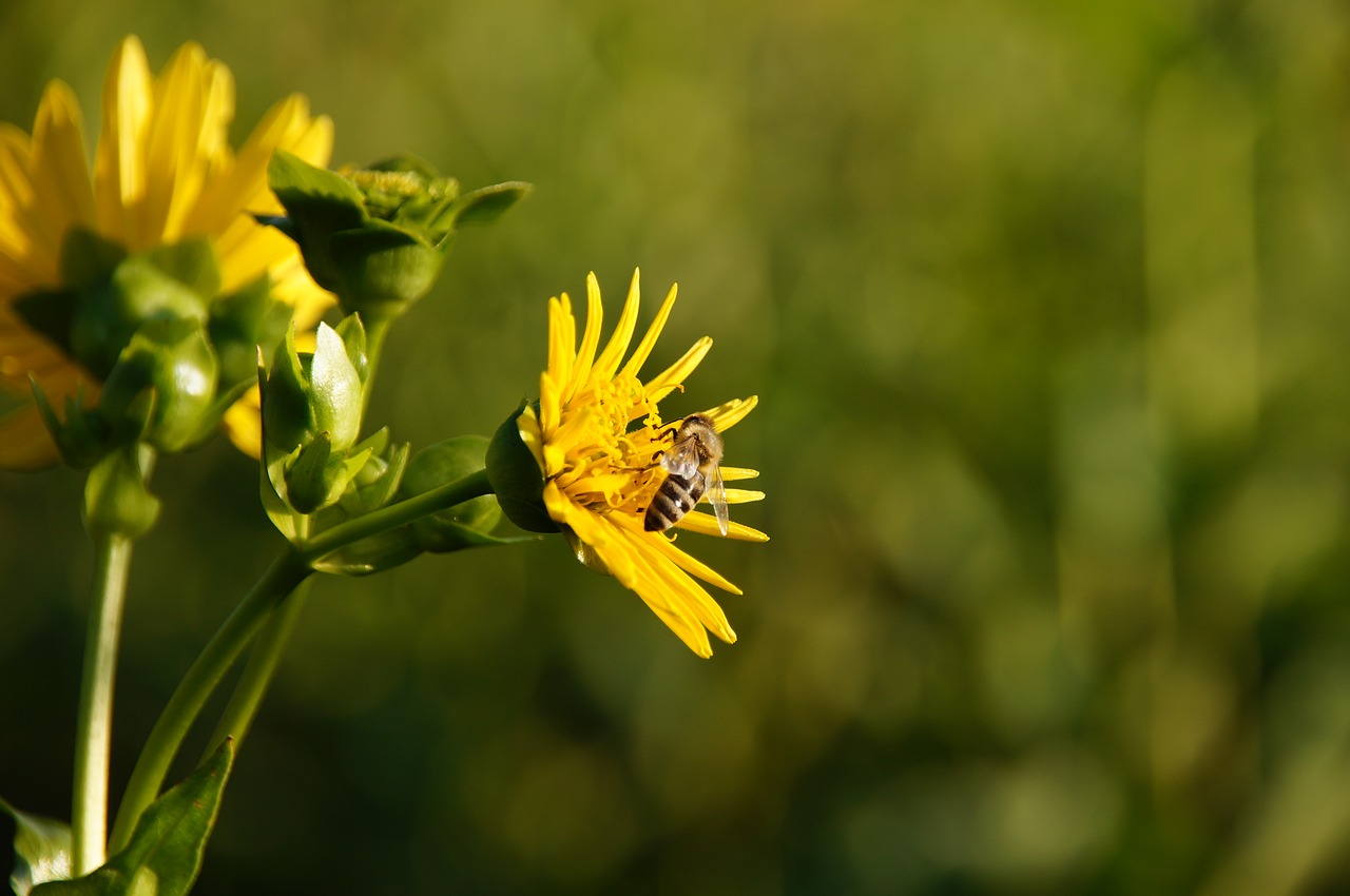 by growing cup plant bee blossom free photo